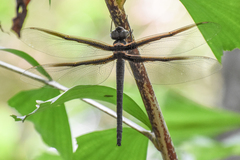 Tetracanthagyna plagiata