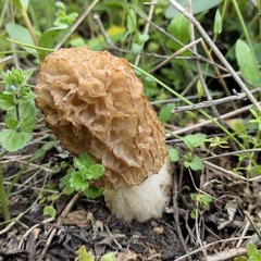 Morchella steppicola