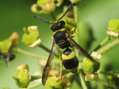 Ancistrocerus biphaleratus