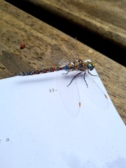 Rhionaeschna diffinis