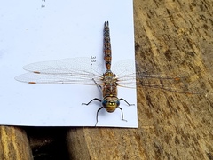 Rhionaeschna diffinis