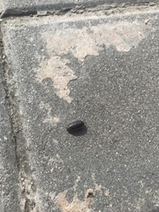 Armadillidium vulgare