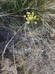 Lomatium simplex