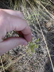 Lomatium simplex