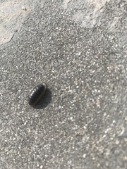 Armadillidium vulgare