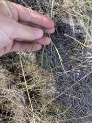 Lomatium simplex