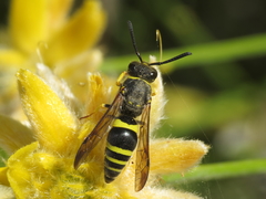 Ancistrocerus biphaleratus