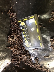 Rhinolophus formosae