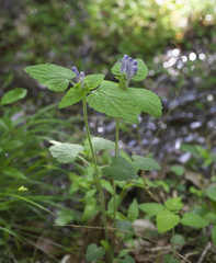 Scutellaria brachyspica