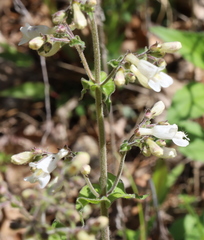 Penstemon pallidus