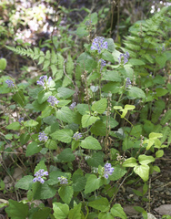 Scutellaria brachyspica
