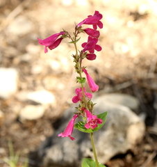 Penstemon triflorus
