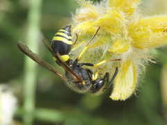 Ancistrocerus biphaleratus