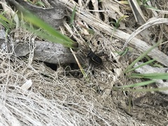 Neonemobius mormonius