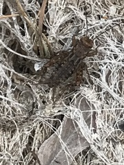 Neonemobius mormonius