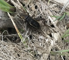 Neonemobius mormonius