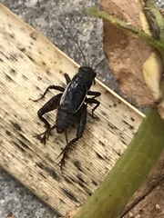 Neonemobius mormonius