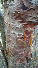 Betula utilis utilis