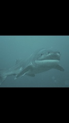 Notorynchus cepedianus