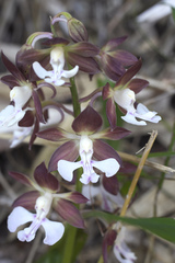 Calanthe discolor