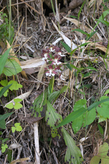 Calanthe discolor