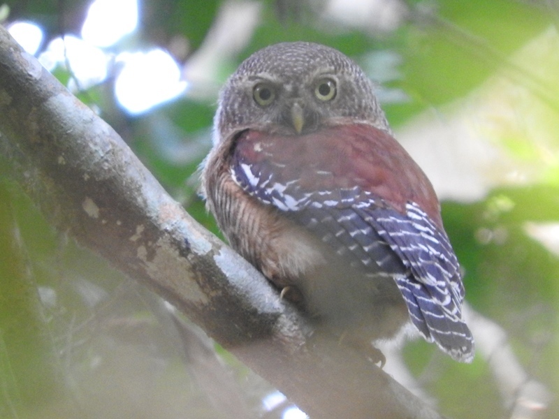 Sjöstedt's Owlet (Glaucidium sjostedti) photo