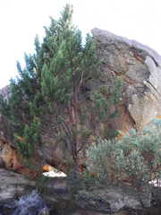 Widdringtonia wallichii