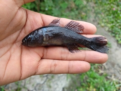 Dormitator maculatus