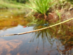 Agriocnemis forcipata
