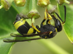 Ancistrocerus biphaleratus