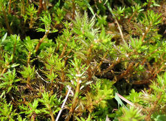 Myriophyllum triphyllum