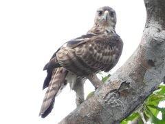 Aquila africana