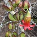 Cotyledon woodii - Photo (c) Dave U, some rights reserved (CC BY), uploaded by Dave U