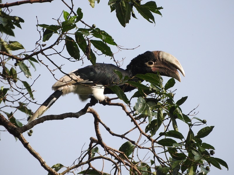 White-thighed Hornbill (Bycanistes albotibialis) photo