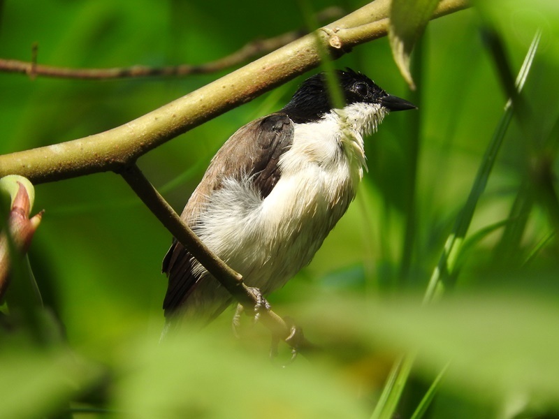 White-breasted Nigrita photo