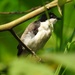 White-breasted Nigrita - Photo (c) Dérozier Violette, some rights reserved (CC BY-NC), uploaded by Dérozier Violette