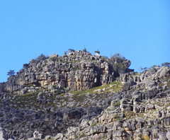 Widdringtonia wallichii