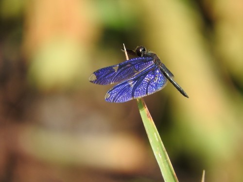Skylight Flutterer