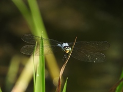 Chalcostephia flavifrons