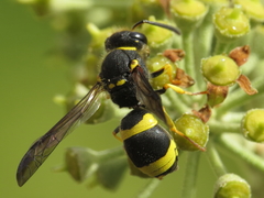 Ancistrocerus biphaleratus
