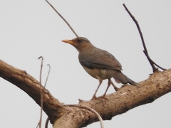 Turdus pelios