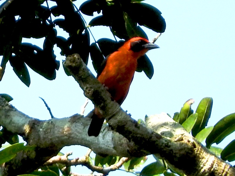 Red-bellied Malimbe illustration