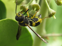 Ancistrocerus biphaleratus