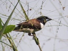 Spermestes fringilloides