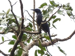 Onychognathus fulgidus