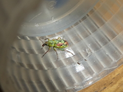 Coniatus tamarisci