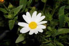 Anthemis chia