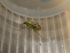 Coniatus tamarisci
