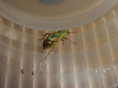 Coniatus tamarisci