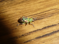 Coniatus tamarisci